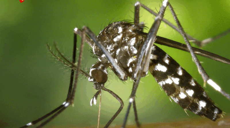 Mosquito Aedes aegypti, principal transmisor de la fiebre amarilla y otras enfermedades virales.